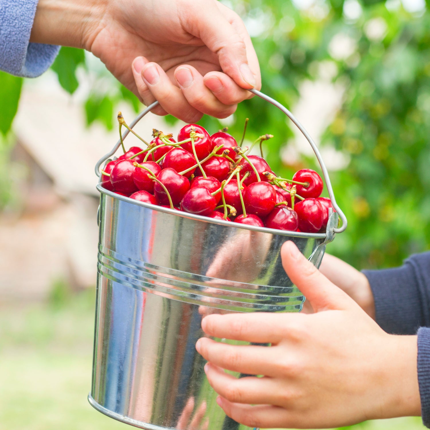 EDNBERRY - CHERRY &amp; ECHINACEA 32 oz KIT