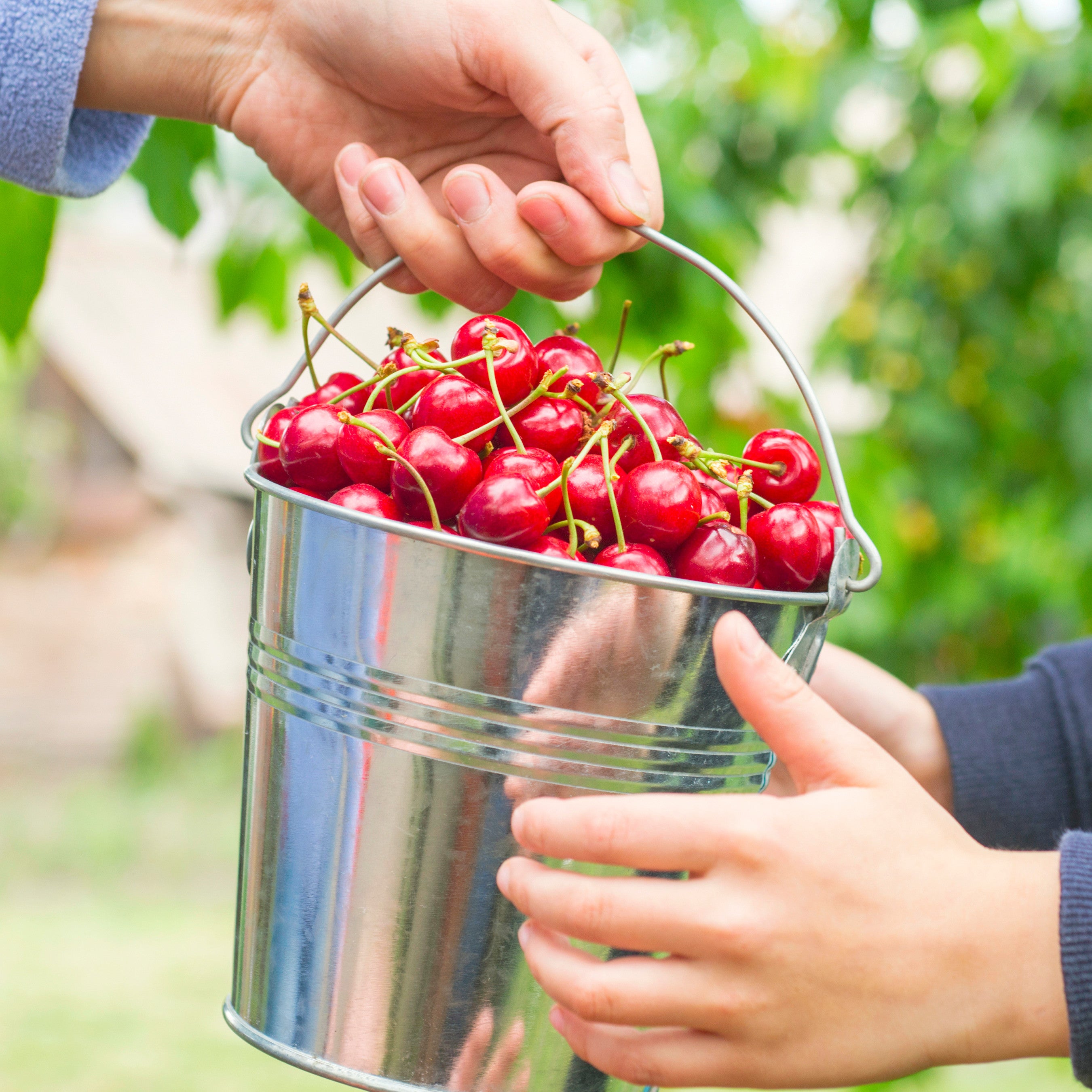 EDNBERRY - CHERRY &amp; ECHINACEA 32 oz KIT